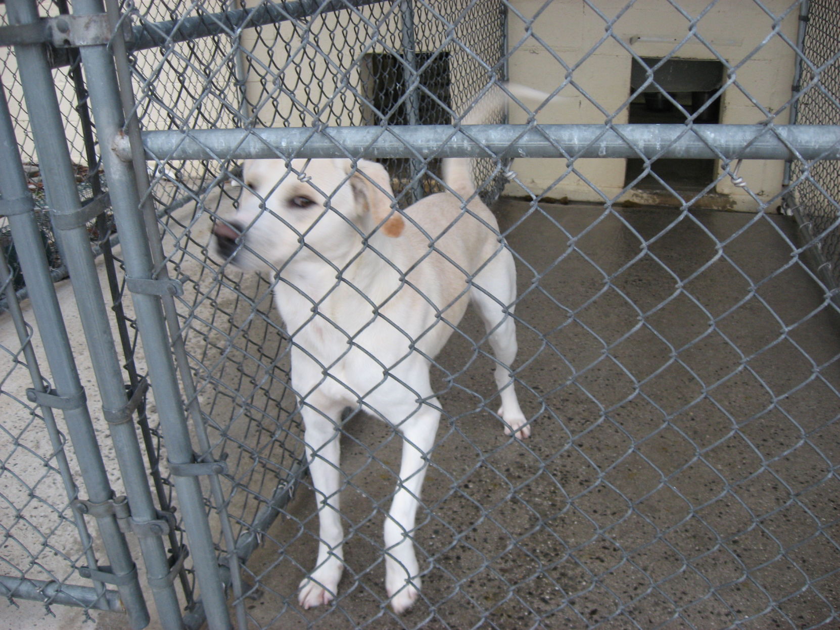 Adoptable Dog of the Week
